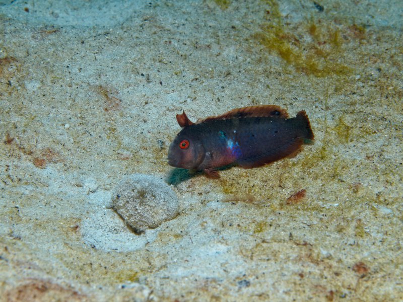 Fish, House Reef